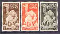 Spanish Sahara 1951 Colonial Stamp Day (Dromedary & Calf) set of 3 unmounted mint, SG 88-90*, stamps on , stamps on  stamps on animals, stamps on camels