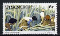 Transkei 1976-83 Cutting Phormium tenax 6c (perf 14) from def set unmounted mint, SG 6a, stamps on , stamps on  stamps on flowers, stamps on  stamps on flax, stamps on  stamps on hemp