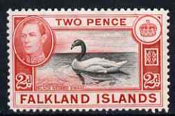 Falkland Islands 1938-50 KG6 Black-necked Swan 2d unmounted mint, SG 150, stamps on , stamps on  stamps on birds, stamps on  stamps on swans, stamps on  stamps on  kg6 , stamps on  stamps on 