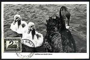 Australia 1954 Western Australia Stamp Centenary used on picture postcard (showing Black Swans) with 24 No 53 cancel, stamps on stamp on stamp, stamps on stamp centenary, stamps on swans, stamps on birds, stamps on stamponstamp