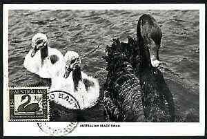 Australia 1954 Western Australia Stamp Centenary used on picture postcard (showing Black Swans) with 24 No 53 cancel