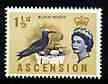 Ascension 1963 Noddy 1.5d (from bird def set) unmounted mint, SG 71, stamps on , stamps on  stamps on birds