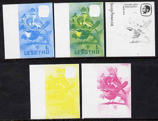 Lesotho 1981 Cape Robin Chat 6s the set of 5 imperf progressive proofs comprising the 4 individual colours, plus blue & yellow, (as SG 441), stamps on , stamps on  stamps on lesotho, stamps on  stamps on birds, stamps on  stamps on robin, stamps on  stamps on 