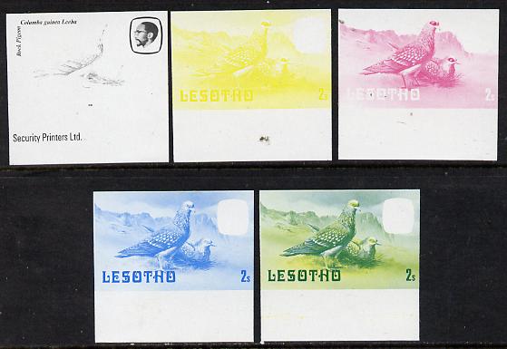 Lesotho 1981 Rock Pigeon 2s the set of 5 imperf progressive proofs comprising the 4 individual colours, plus blue & yellow, scarce (as SG 438), stamps on , stamps on  stamps on lesotho, stamps on  stamps on birds, stamps on  stamps on pigeons, stamps on  stamps on 