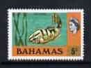 Bahamas 1971 Grouper Fish 5c (CA upright wmk def set) unmounted mint, SG 363*, stamps on , stamps on  stamps on fish