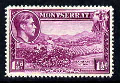 Montserrat 1938-48 Sea Island Cotton 1.5d purple P14 unmounted mint, SG 103a, stamps on industry, stamps on textiles, stamps on cotton, stamps on  kg6 , stamps on 