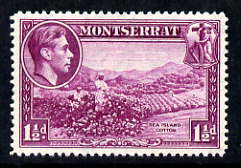 Montserrat 1938-48 Sea Island Cotton 1.5d purple P14 unmounted mint, SG 103a, stamps on , stamps on  stamps on industry, stamps on  stamps on textiles, stamps on  stamps on cotton, stamps on  stamps on  kg6 , stamps on  stamps on 