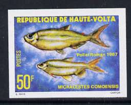 Upper Volta 1979 Freshwater Fish 50f Como tetra unmounted mint imperf single, as SG 521, stamps on fish