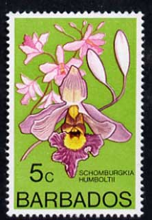 Barbados 1975-79 Schomburgkia humboltii 5c Orchid unmounted mint SG 514, stamps on , stamps on  stamps on flowers, stamps on  stamps on orchids