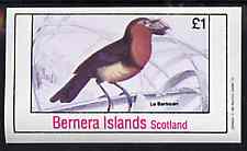 Bernera 1981 Birds #37 imperf souvenir sheet (£1 value) unmounted mint, stamps on birds