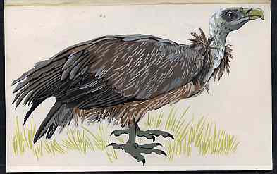 Nagaland 1969 Griffin Vulture - original hand-painted artwork as considered for 1969 Wildlife set but ultimately rejected, on board 180 mm x 110 mm., stamps on birds, stamps on vultures, stamps on birds of prey