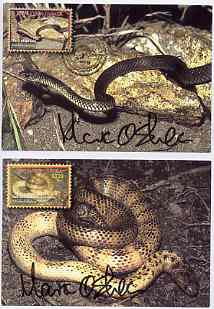 Papua New Guinea 2006 Dangerous Snakes, the set of 6 maxi-cards each bearing the appropriate stamp cancelled with special first day of issue cancel and signed by photographer and designer Mark O'Shea (only 100 sets exist), complete with signed photograph of Mark O'Shea at the launch of the stamps accompanied by a 2.5m Papuan Taipan, one of the deadliest snakes in the world, responsible for over 200 deaths each year in PNG.  Mark O'Shea is a well known herpetologist, TV presenter and author of the definitive book 'A Guide to the Snakes of Papua New Guinea'., stamps on , stamps on  stamps on animals, stamps on  stamps on reptiles, stamps on  stamps on snakes, stamps on  stamps on snake, stamps on  stamps on snakes, stamps on  stamps on , stamps on  stamps on snake, stamps on  stamps on snakes, stamps on  stamps on 