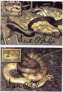 Papua New Guinea 2006 Dangerous Snakes, the set of 6 maxi-cards each bearing the appropriate stamp cancelled with special first day of issue cancel and signed by photographer and designer Mark O'Shea (only 100 sets exist), complete with signed photograph of Mark O'Shea at the launch of the stamps accompanied by a 2.5m Papuan Taipan, one of the deadliest snakes in the world, responsible for over 200 deaths each year in PNG. Mark O'Shea is a well known herpetologist, TV presenter and author of the definitive book 'A Guide to the Snakes of Papua New Guinea'., stamps on , stamps on stamps on animals, stamps on stamps on reptiles, stamps on stamps on snakes, stamps on stamps on snake, stamps on stamps on snakes, stamps on stamps on , stamps on stamps on snake, stamps on stamps on snakes, stamps on stamps on