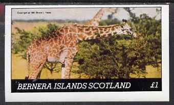 Bernera 1981 Giraffes imperf souvenir sheet (Â£1 value) unmounted mint, stamps on , stamps on  stamps on animals, stamps on  stamps on giraffes