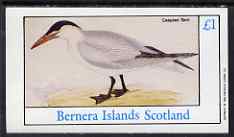 Bernera 1983 Birds - Caspian Tern imperf souvenir sheet (£1 value) unmounted mint, stamps on birds