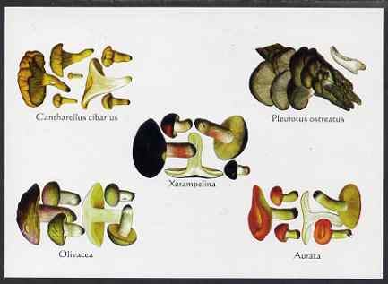 Turkmenistan 1999 Fungi postal stationery card No.1 from a series of 4, unused and pristine, stamps on fungi