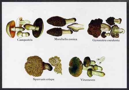 Turkmenistan 1999 Fungi postal stationery card No.2 from a series of 4, unused and pristine, stamps on , stamps on  stamps on fungi