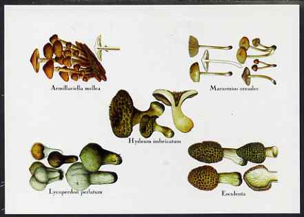 Turkmenistan 1999 Fungi postal stationery card No.3 from a series of 4, unused and pristine, stamps on , stamps on  stamps on fungi