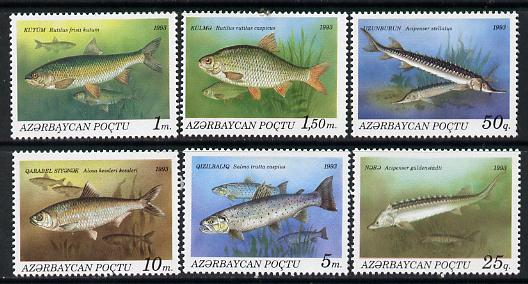 Azerbaijan 1993 Fish set of 6 unmounted mint*, stamps on , stamps on  stamps on fish     marine-life