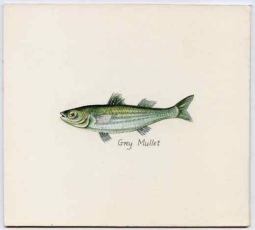 Staffa 1982 Fish #08 (Grey Mullet) original artwork by Prue Theobalds of the B L Kearley Studio, watercolour on board 135 x 120 mm plus issued perf sheetlet incorporating this image, stamps on , stamps on  stamps on fish