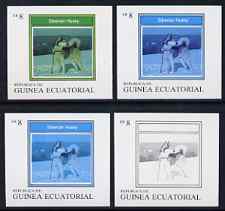 Equatorial Guinea 1977 Dogs EK8 (Siberian Husky) set of 4 imperf progressive proofs on ungummed paper comprising 1, 2, 3 and all 4 colours (as Mi 1132) , stamps on , stamps on  stamps on animals   dogs     husky