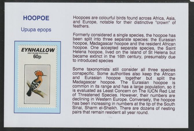 Eynhallow 1981 Birds - Hoopoe 60p mounted on glossy card with historical notes - privately produced 150mm x 100mm, stamps on birds, stamps on hoopoes