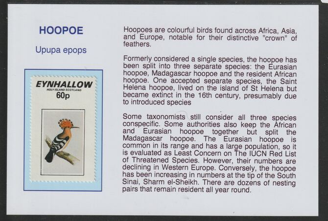 Eynhallow 1981 Birds - Hoopoe 60p mounted on glossy card with historical notes - privately produced 150mm x 100mm, stamps on , stamps on  stamps on birds, stamps on  stamps on hoopoes