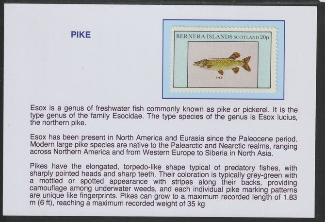 Bernera 1982 Fish - Pike 20p mounted on glossy card with historical notes - privately produced 150mm x 100mm, stamps on fish, stamps on pike