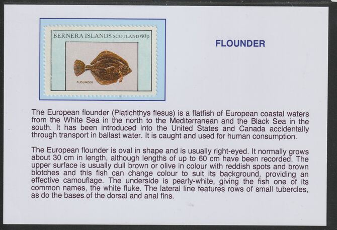 Bernera 1982 Fish - Flounder 60p mounted on glossy card with historical notes - privately produced 150mm x 100mm, stamps on fish, stamps on flounder