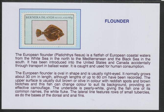 Bernera 1982 Fish - Flounder 60p mounted on glossy card with historical notes - privately produced 150mm x 100mm, stamps on , stamps on  stamps on fish, stamps on  stamps on flounder