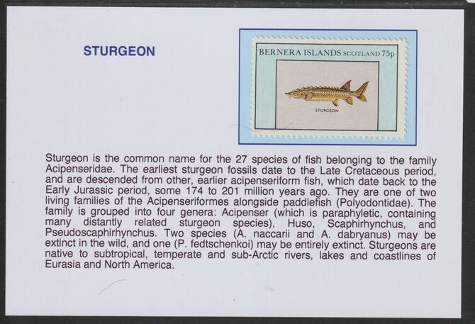 Bernera 1982 Fish - Sturgeon 75p mounted on glossy card with historical notes - privately produced 150mm x 100mm, stamps on fish, stamps on sturgeon