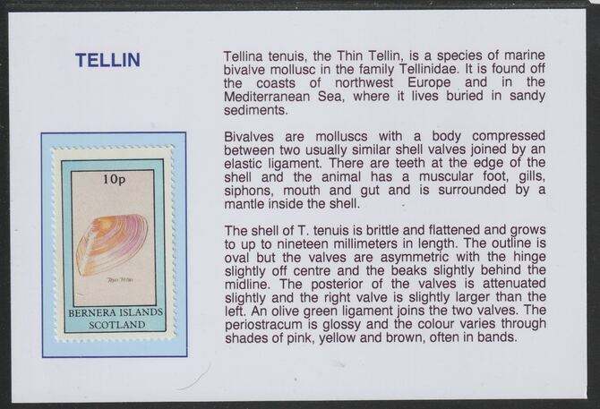 Bernera 1981 Shells - Tellin 10p mounted on glossy card with historical notes - privately produced 150mm x 100mm, stamps on marine life, stamps on shells