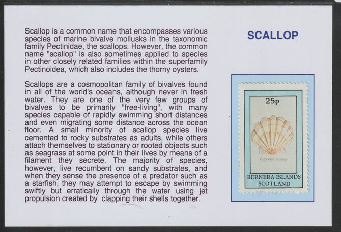 Bernera 1981 Shells - Scallop 25p mounted on glossy card with historical notes - privately produced 150mm x 100mm, stamps on marine life, stamps on shells