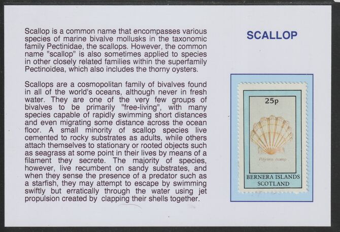 Bernera 1981 Shells - Scallop 25p mounted on glossy card with historical notes - privately produced 150mm x 100mm, stamps on , stamps on  stamps on marine life, stamps on  stamps on shells