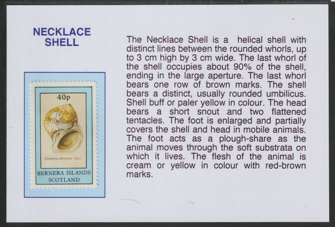 Bernera 1981 Shells - Necklace Shell 40p mounted on glossy card with descriptive notes - privately produced 150mm x 100mm, stamps on marine life, stamps on shells