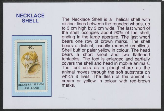 Bernera 1981 Shells - Necklace Shell 40p mounted on glossy card with descriptive notes - privately produced 150mm x 100mm, stamps on , stamps on  stamps on marine life, stamps on  stamps on shells