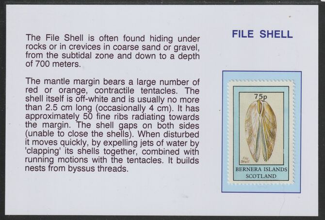 Bernera 1981 Shells - File Shell 75p mounted on glossy card with descriptive notes - privately produced 150mm x 100mm, stamps on , stamps on  stamps on marine life, stamps on  stamps on shells