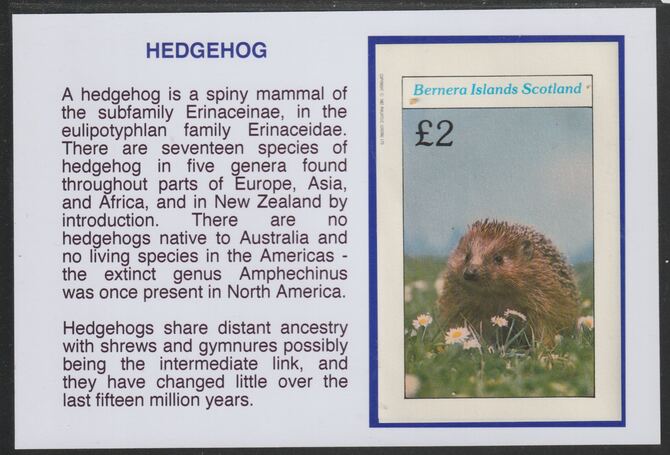 Bernera 1982 Animals - Hedgehog Â£2 deluxe sheet mounted on glossy card with descriptive notes - privately produced 150mm x 100mm, stamps on , stamps on  stamps on animals, stamps on  stamps on hedgehog