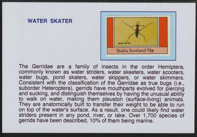 Staffa 1982 Insects - Water Skater 75p mounted on glossy card with descriptive notes - privately produced 150mm x 100mm, stamps on insects, stamps on 