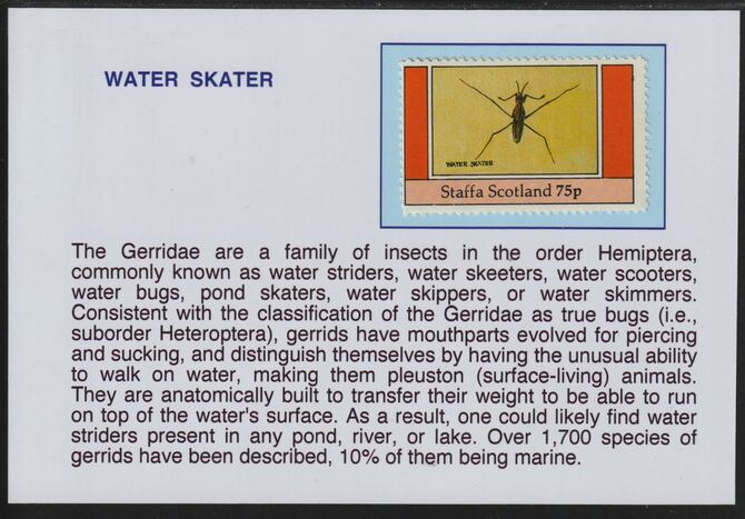 Staffa 1982 Insects - Water Skater 75p mounted on glossy card with descriptive notes - privately produced 150mm x 100mm, stamps on , stamps on  stamps on insects, stamps on  stamps on 