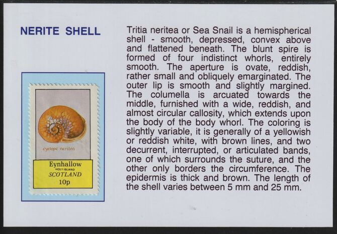 Eynhallow 1981 Shells- Nerite 10p mounted on glossy card with descriptive notes - privately produced 150mm x 100mm, stamps on marine life, stamps on shells