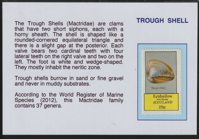 Eynhallow 1981 Shells- Trough 25p mounted on glossy card with descriptive notes - privately produced 150mm x 100mm, stamps on marine life, stamps on shells