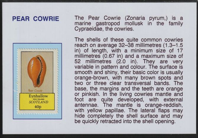 Eynhallow 1981 Shells- Pear Cowrie 40p mounted on glossy card with descriptive notes - privately produced 150mm x 100mm, stamps on marine life, stamps on shells