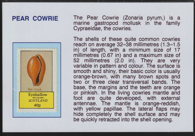 Eynhallow 1981 Shells- Pear Cowrie 40p mounted on glossy card with descriptive notes - privately produced 150mm x 100mm, stamps on , stamps on  stamps on marine life, stamps on  stamps on shells