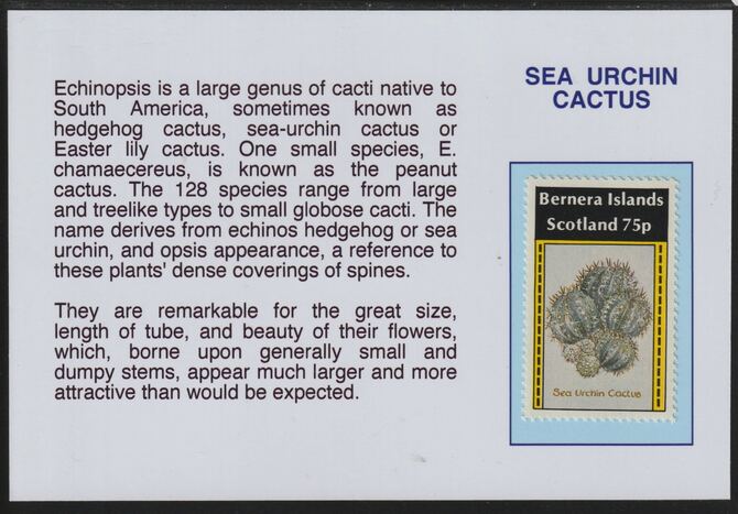 Bernera 1981 Cacti - Sea Urchin Cactus 75p mounted on glossy card with descriptive notes - privately produced 150mm x 100mm, stamps on , stamps on  stamps on flowers, stamps on  stamps on cacti