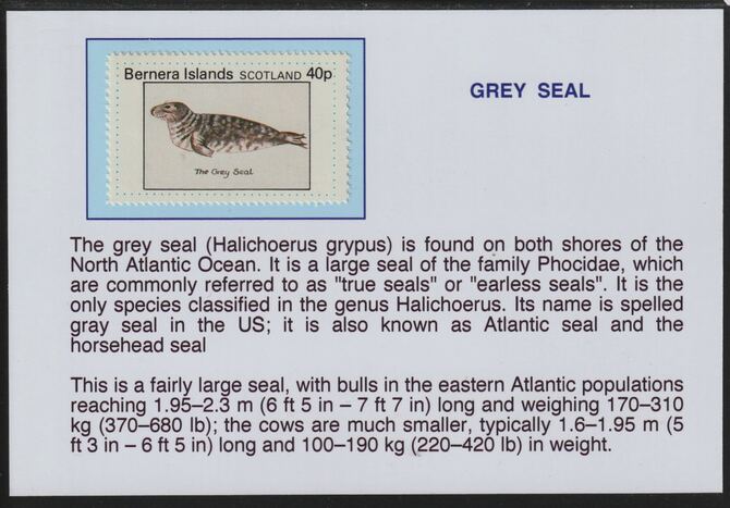 Bernera 1981 Marine Animals - Grey Seal 40p mounted on glossy card with descriptive notes - privately produced 150mm x 100mm, stamps on marine life, stamps on seals