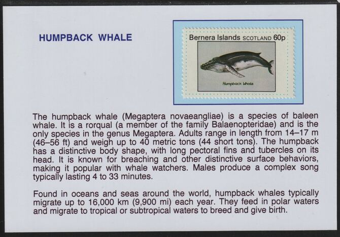 Bernera 1981 Marine Animals - Humpback Whale 60p mounted on glossy card with descriptive notes - privately produced 150mm x 100mm, stamps on marine life, stamps on whales