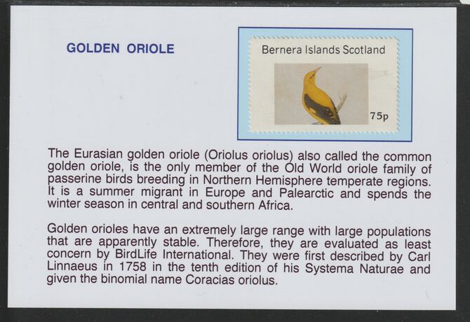 Bernera 1981 Birds - Golden Oriole 75p mounted on glossy card with descriptive notes - privately produced 150mm x 100mm, stamps on , stamps on  stamps on birds, stamps on  stamps on oriole, stamps on  stamps on 