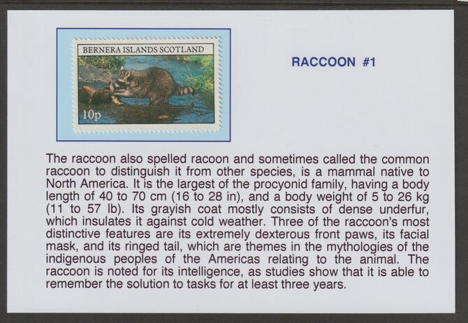 Bernera 1981 Racoons 10p mounted on glossy card with historical notes - privately produced 150mm x 100mm, stamps on , stamps on  stamps on animals, stamps on  stamps on raccoons, stamps on  stamps on racoons