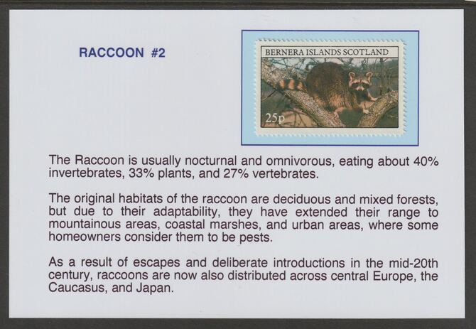 Bernera 1981 Racoons 25p mounted on glossy card with historical notes - privately produced 150mm x 100mm, stamps on animals, stamps on raccoons, stamps on racoons